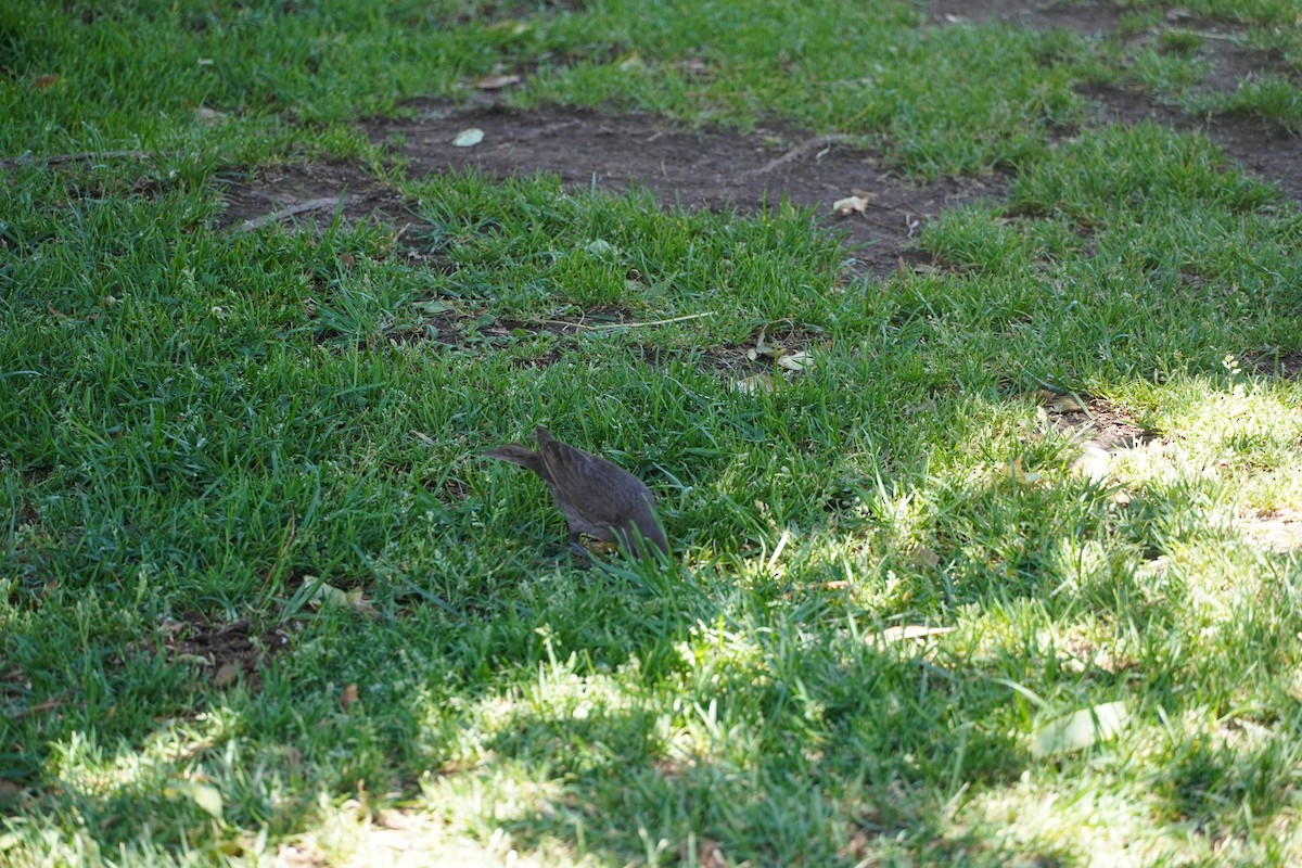 Shiny Cowbird - ML626754827