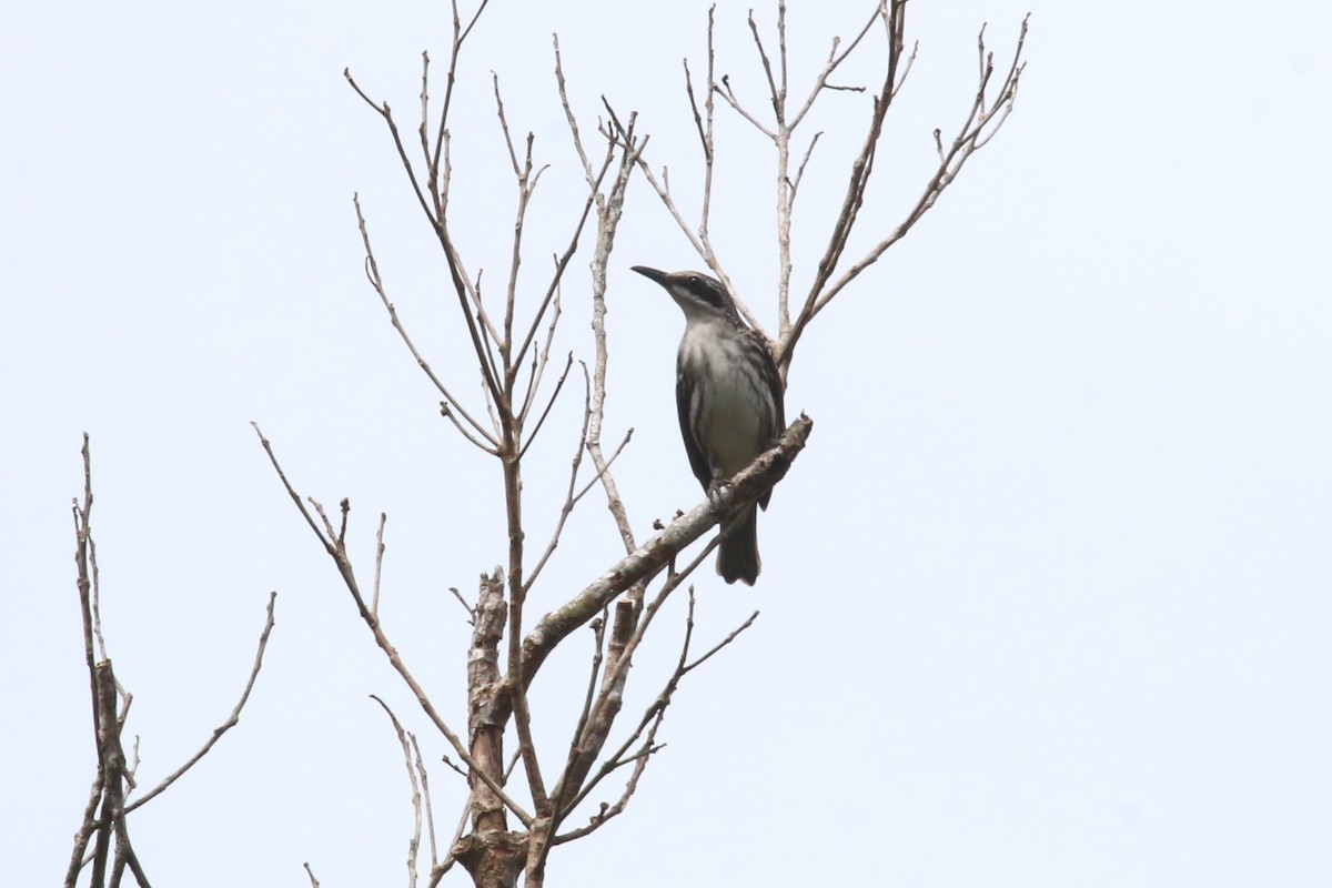 Long-billed Rhabdornis - ML626754840