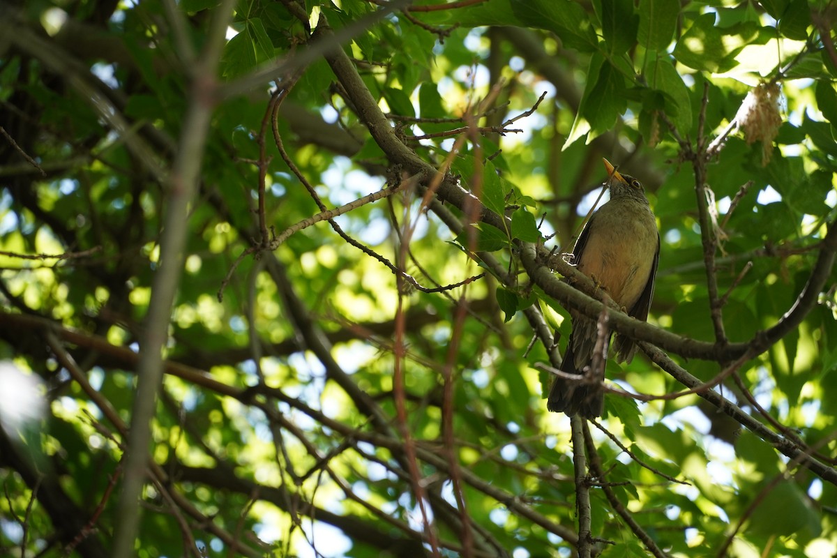 Austral Thrush - ML626754841