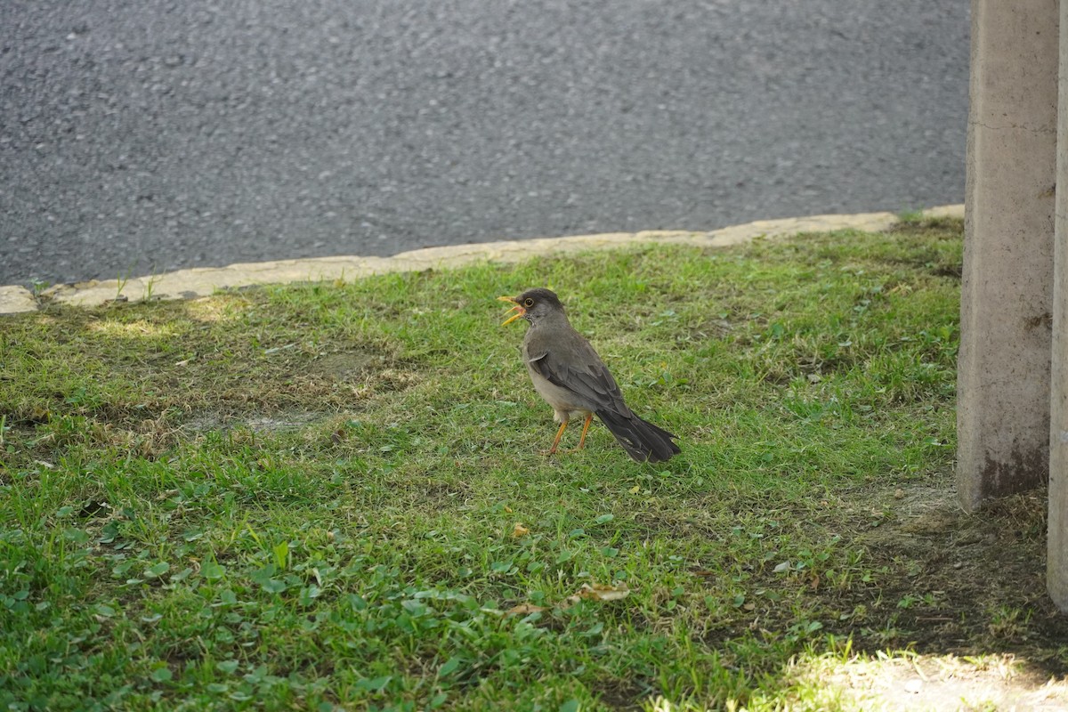Austral Thrush - ML626754842