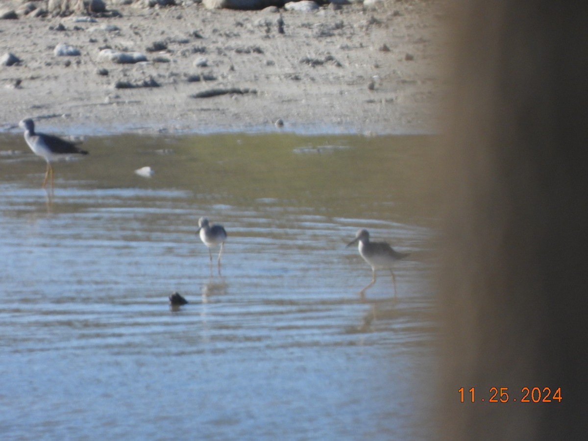 Lesser/Greater Yellowlegs - ML626754920