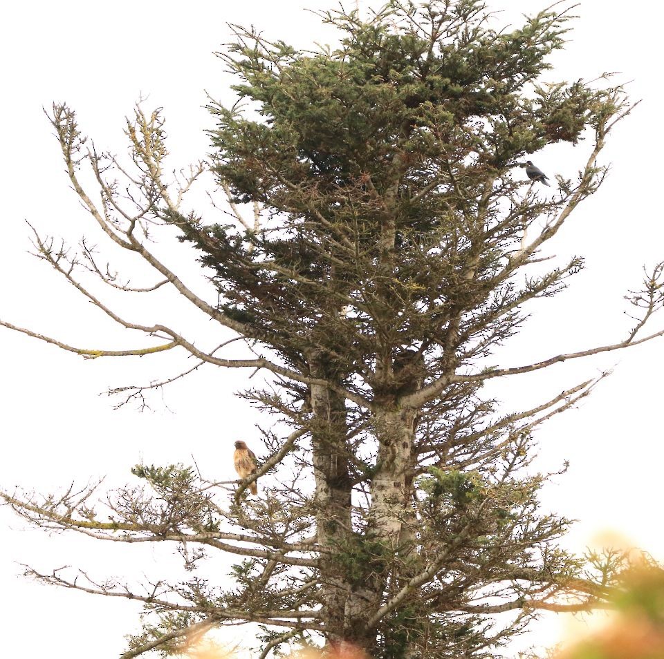 Red-tailed Hawk - ML626754946