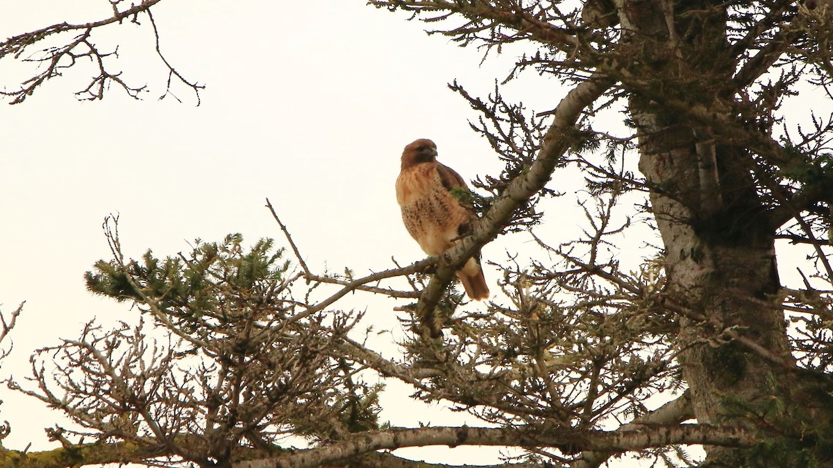Red-tailed Hawk - ML626754952