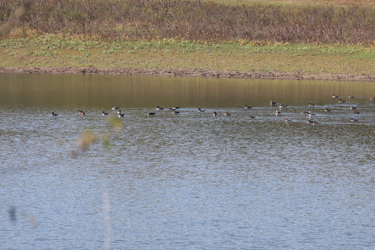 Hooded Merganser - ML626755018