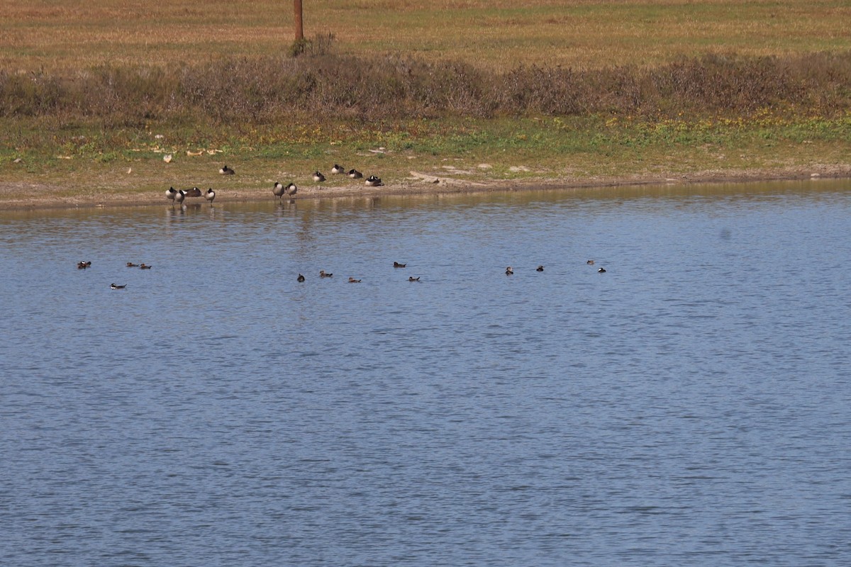 Hooded Merganser - ML626755025