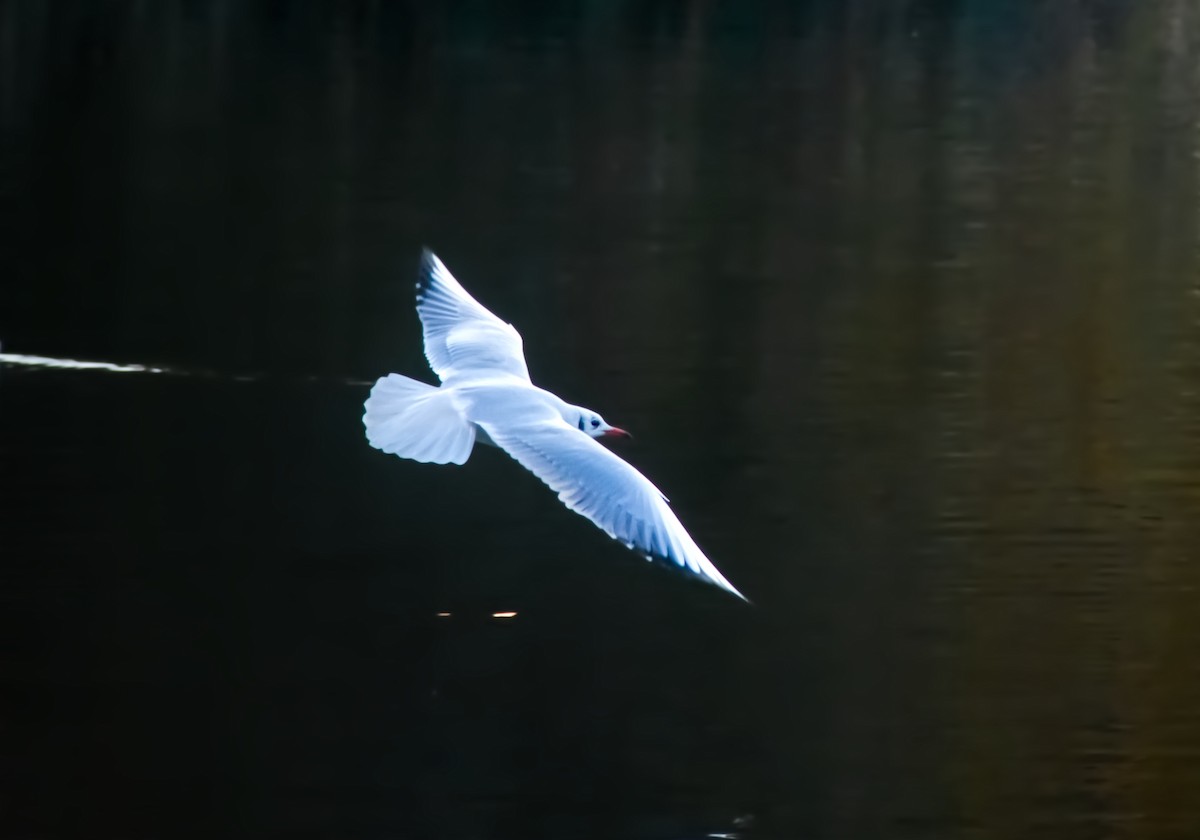 Mouette rieuse - ML626755030