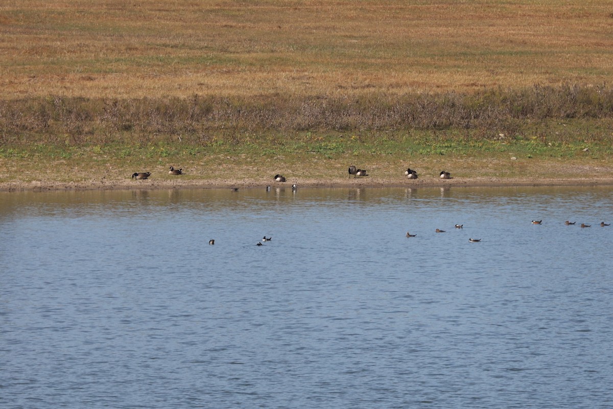 Canada Goose - ML626755065