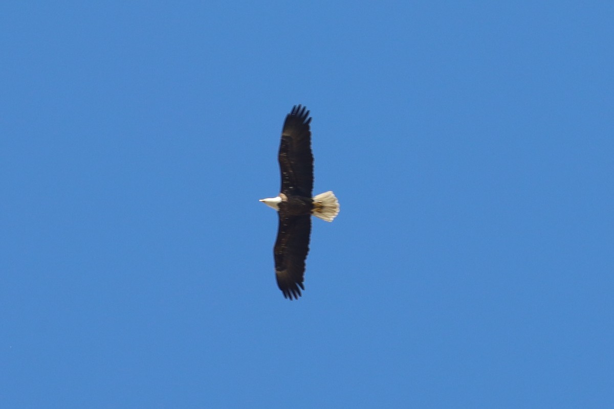Bald Eagle - ML626755093