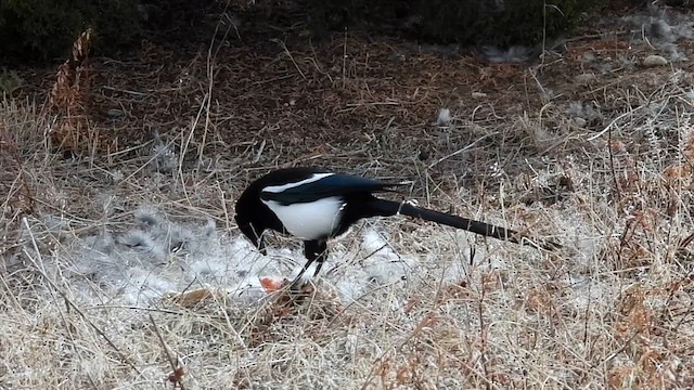 Black-billed Magpie - ML626755096