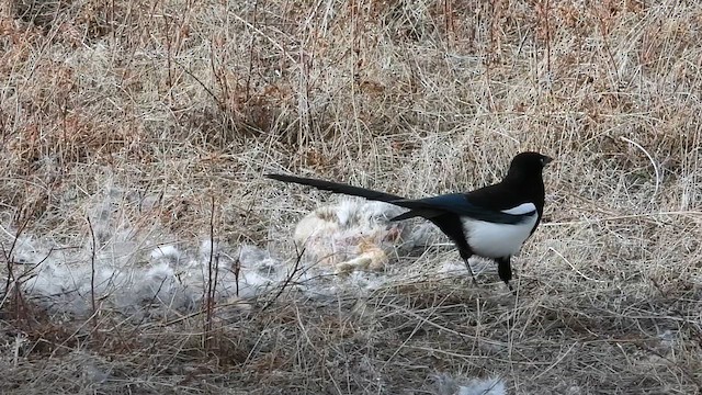 Black-billed Magpie - ML626755102