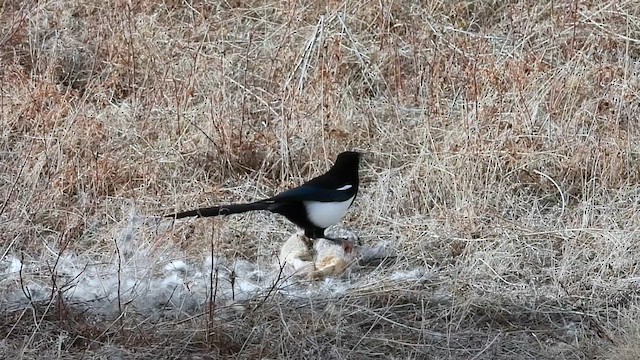 Black-billed Magpie - ML626755105