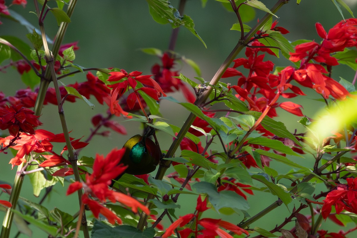 White-flanked Sunbird - ML626755339