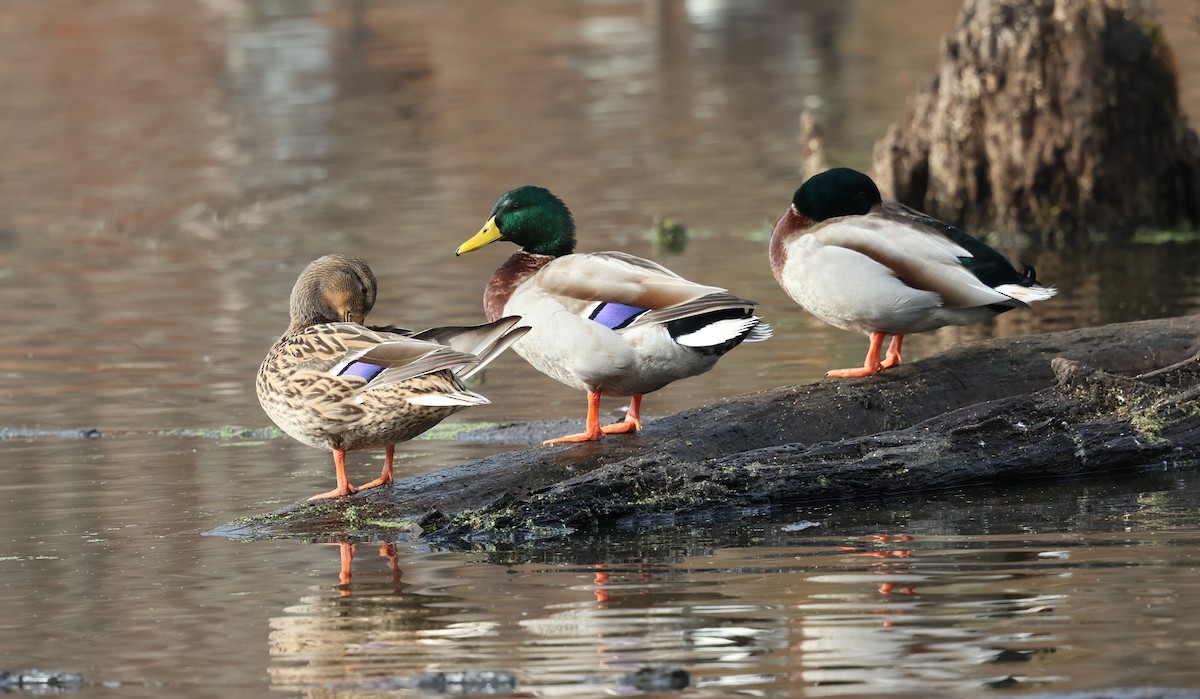 Mallard - ML626755413