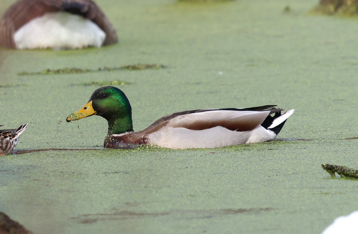 Mallard - ML626755415