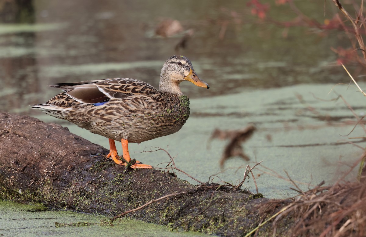 Mallard - ML626755423