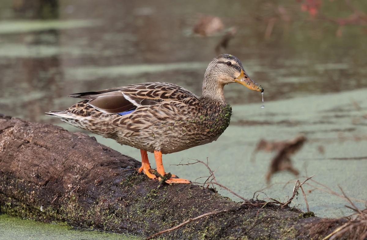 Mallard - ML626755425