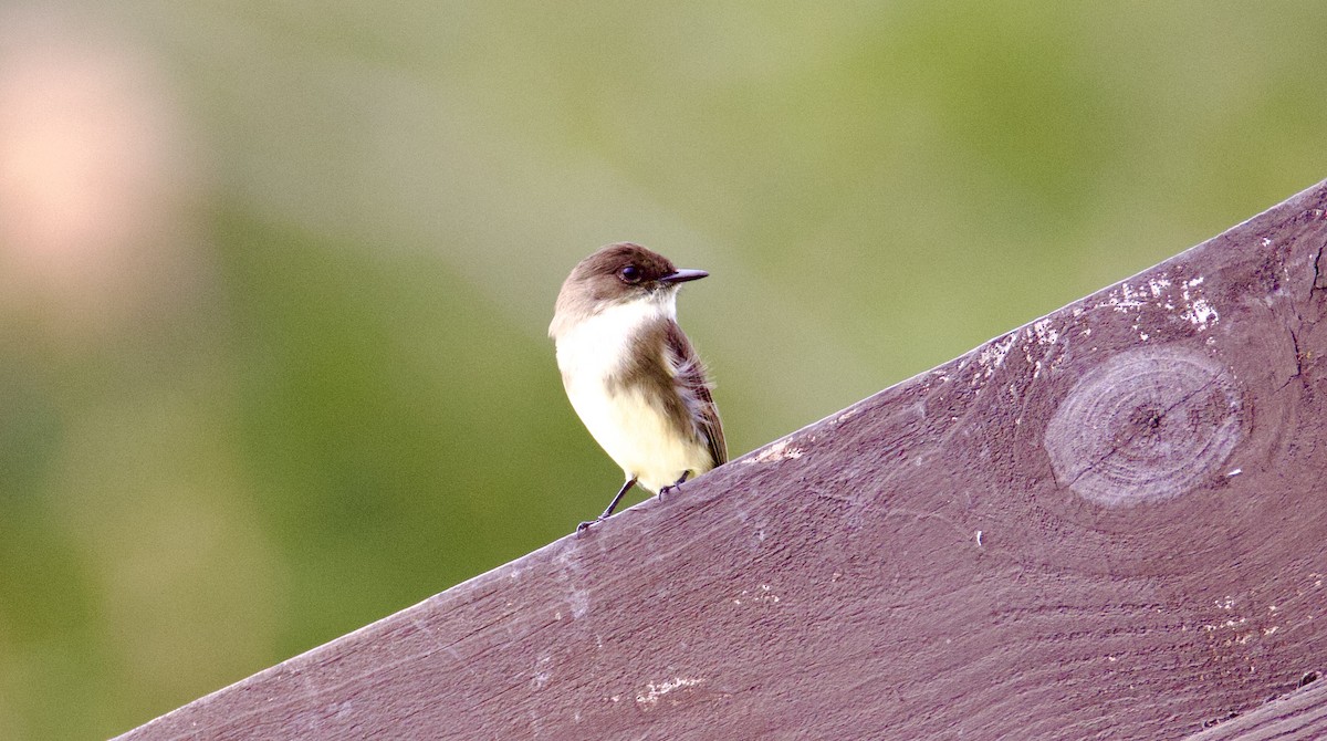 Eastern Phoebe - ML626755483