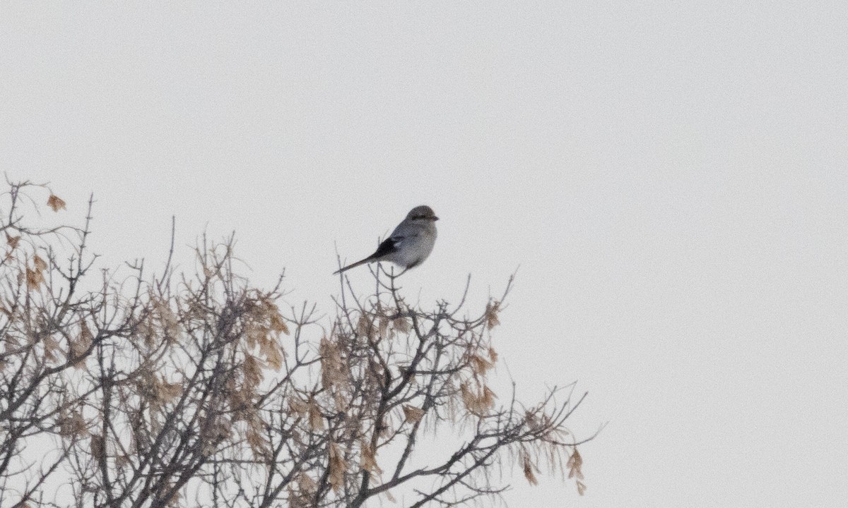 Northern Shrike - ML626755561