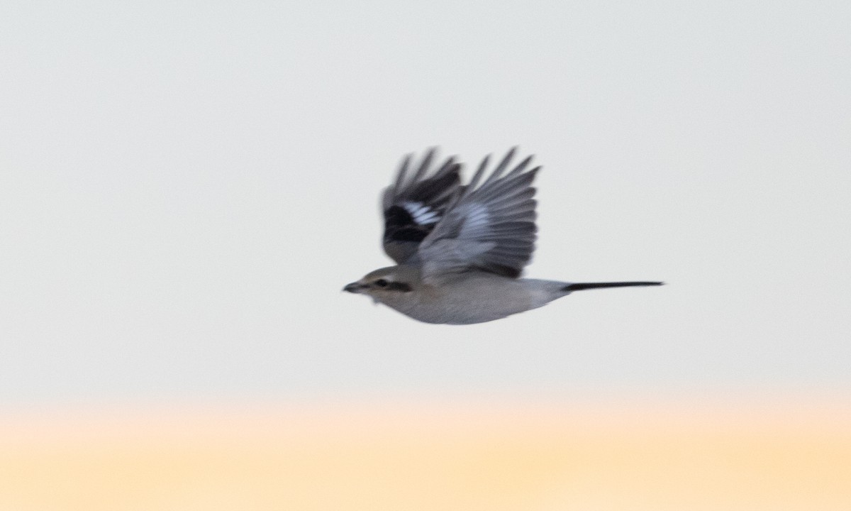 Northern Shrike - ML626755562