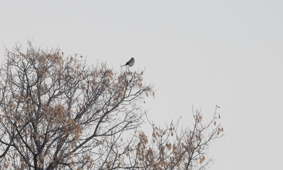 Northern Shrike - ML626755564