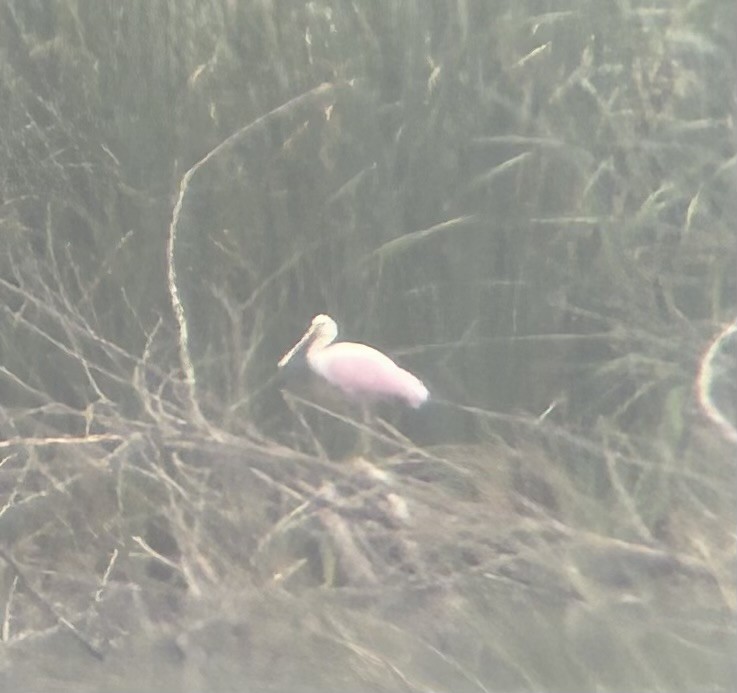 Roseate Spoonbill - ML626755620