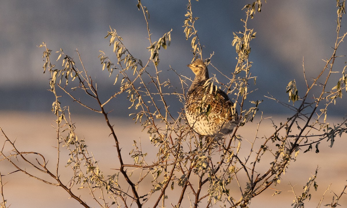 Sharp-tailed Grouse - ML626755720