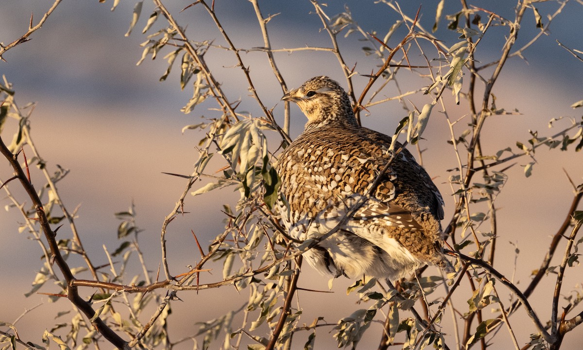 Sharp-tailed Grouse - ML626755728