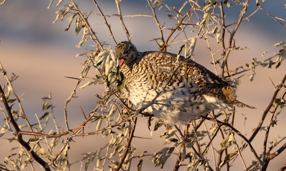 Sharp-tailed Grouse - ML626755733