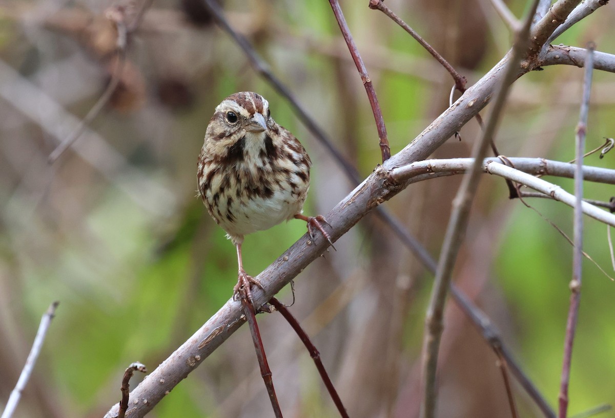 Song Sparrow - ML626755735