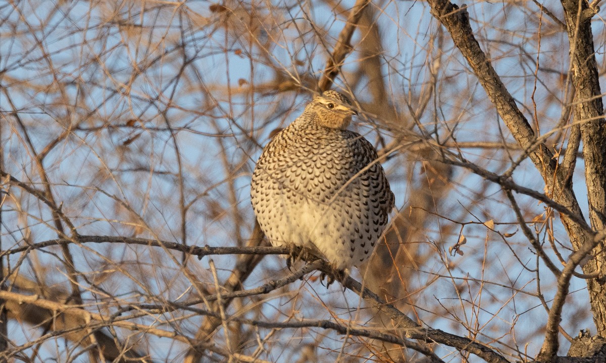 Sharp-tailed Grouse - ML626755736