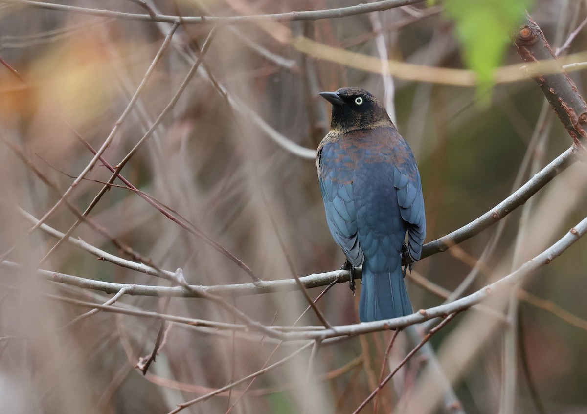 Rusty Blackbird - ML626755740