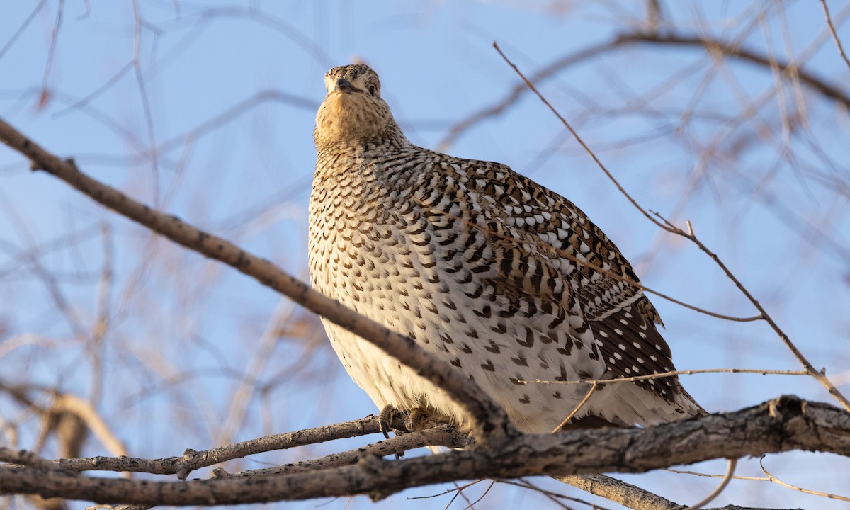 Sharp-tailed Grouse - ML626755741