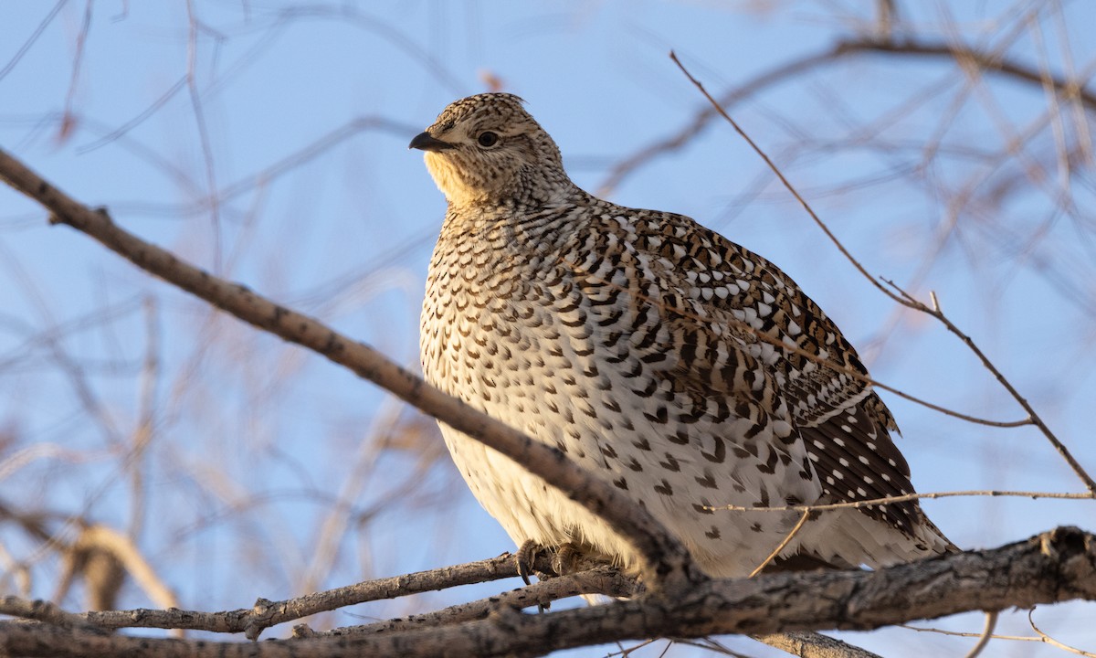 Sharp-tailed Grouse - ML626755745