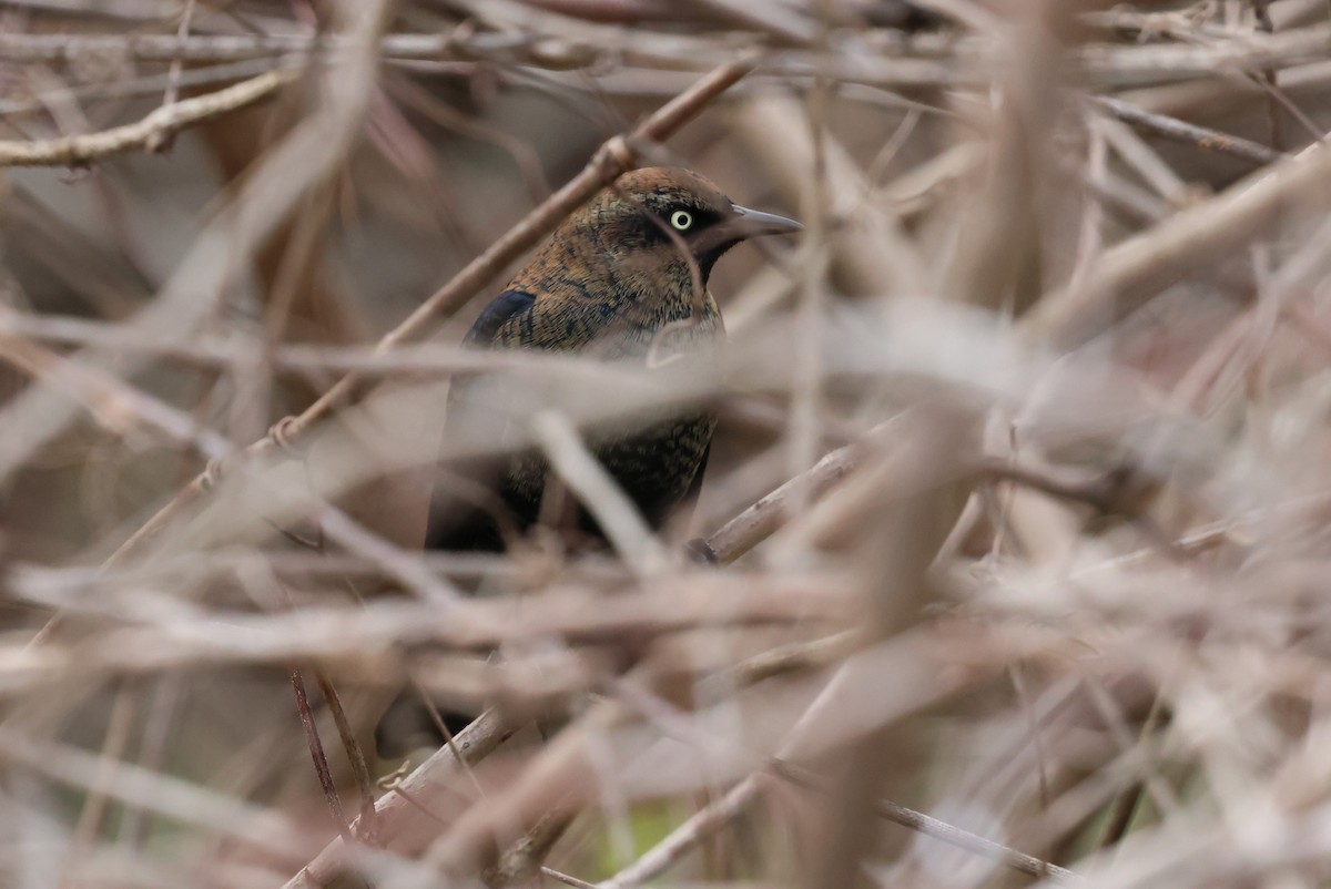 Rusty Blackbird - ML626755747