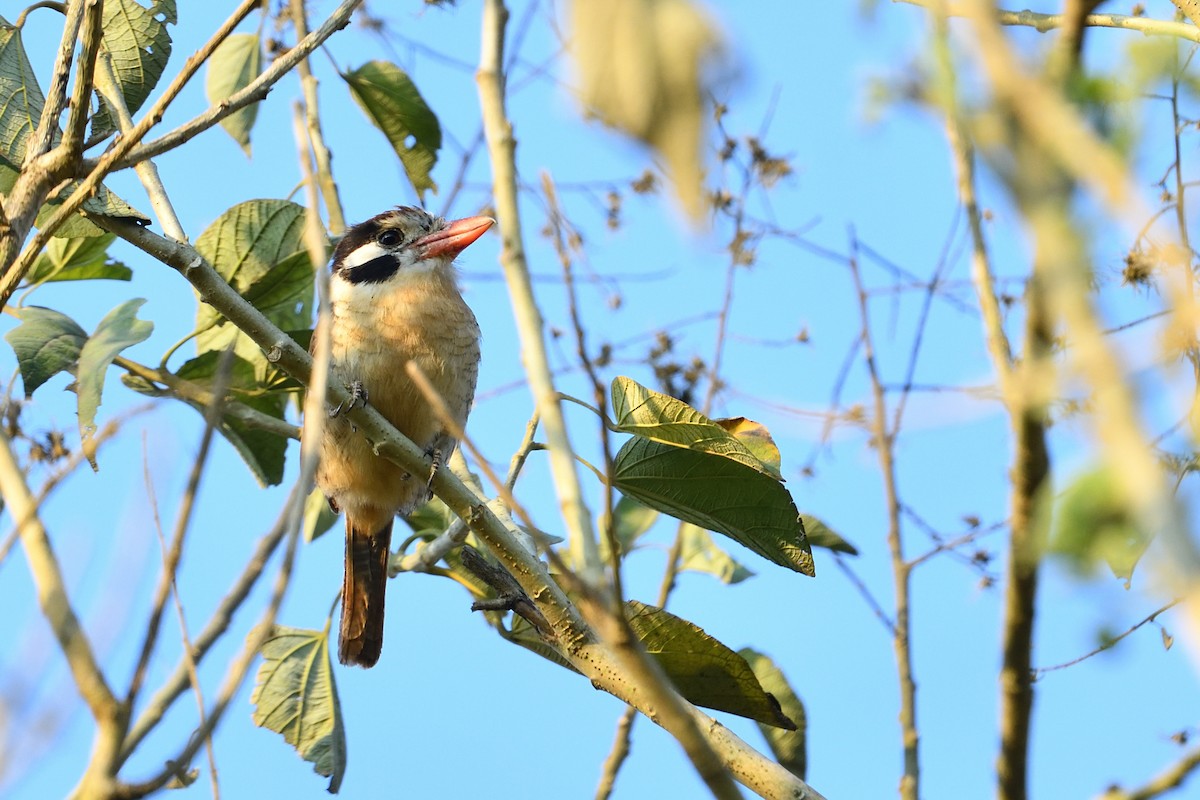 White-eared Puffbird - ML626755755