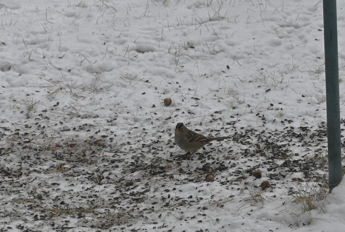 White-crowned Sparrow - ML626756143