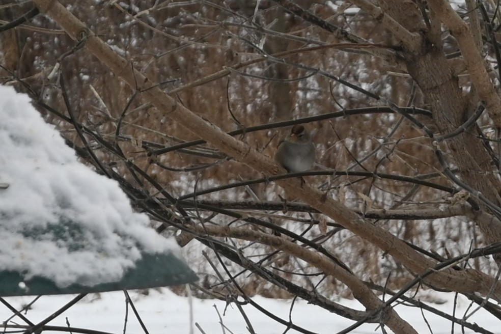 White-crowned Sparrow - ML626756144