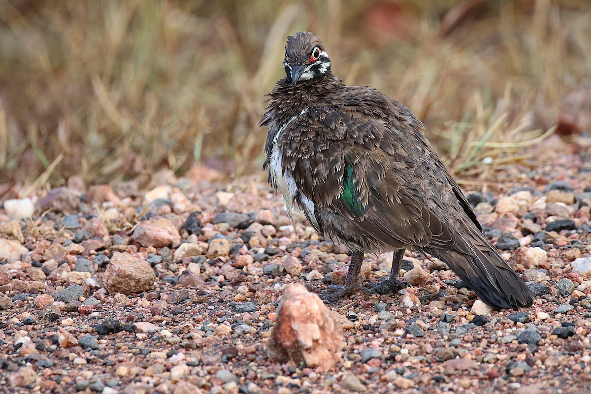 Squatter Pigeon - ML626756173