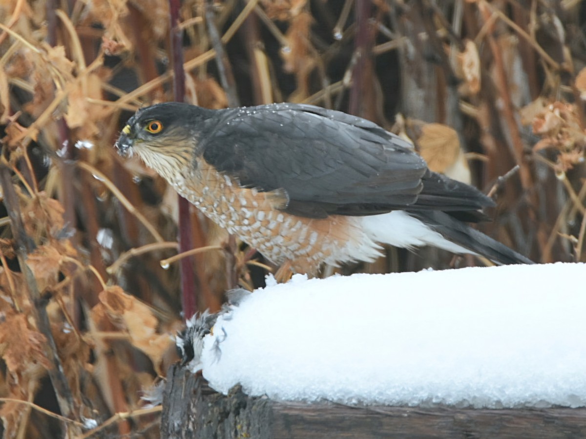 Sharp-shinned Hawk - ML626756517
