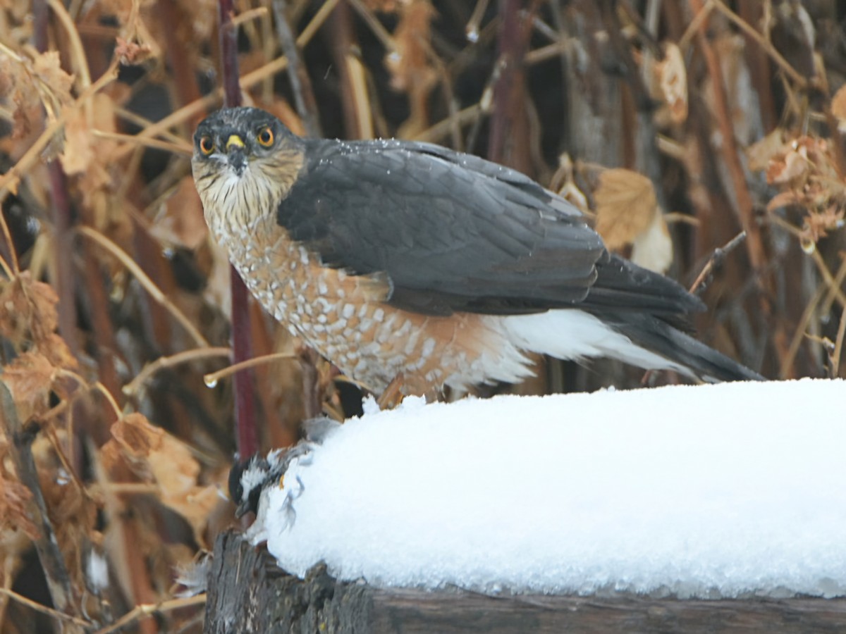 Sharp-shinned Hawk - ML626756519