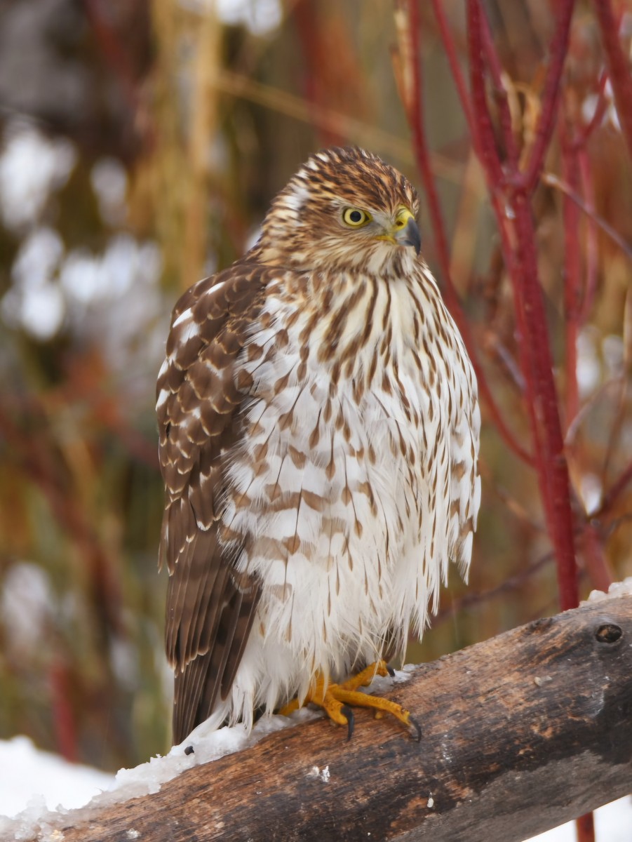 Cooper's Hawk - ML626756527