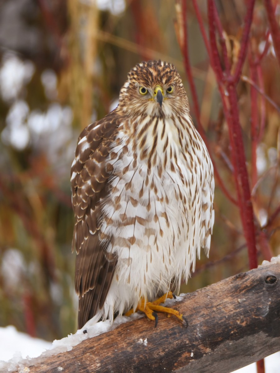 Cooper's Hawk - ML626756528