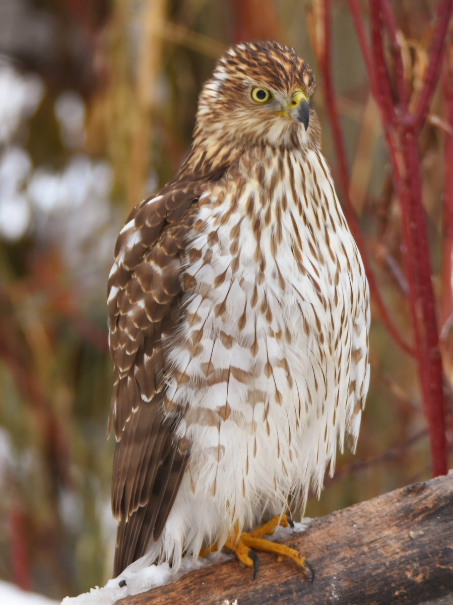Cooper's Hawk - ML626756529