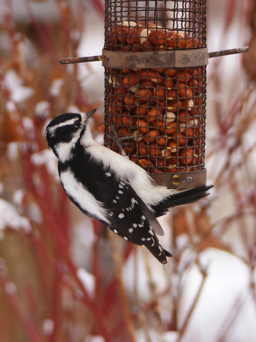 Downy Woodpecker - ML626756543