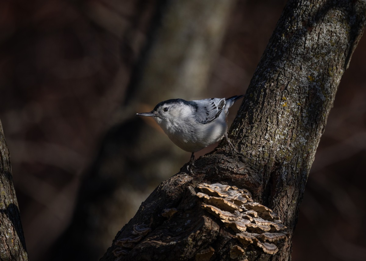 White-breasted Nuthatch - ML626756690