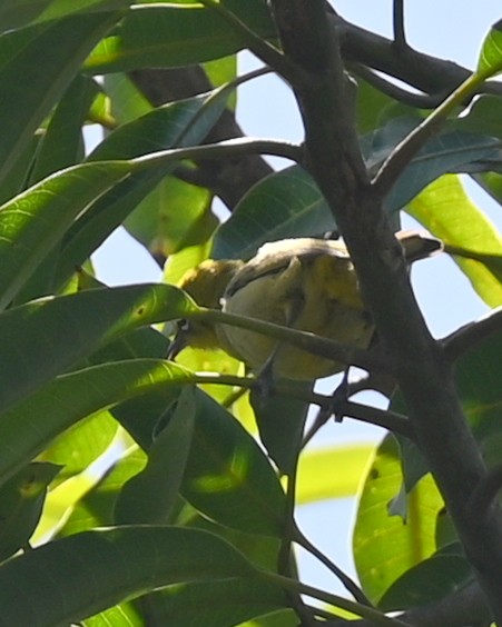 Lemon-bellied White-eye - ML626756746