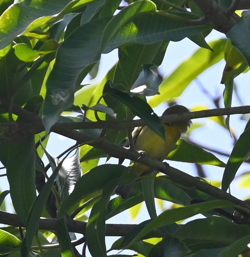 Lemon-bellied White-eye - ML626756748