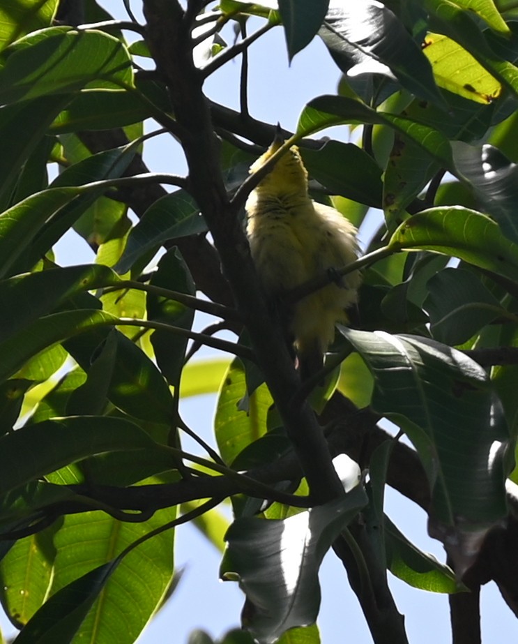 Lemon-bellied White-eye - ML626756749