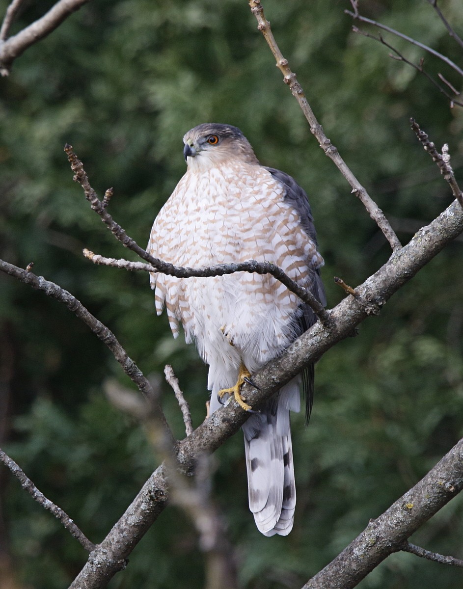 Cooper's Hawk - ML626756882