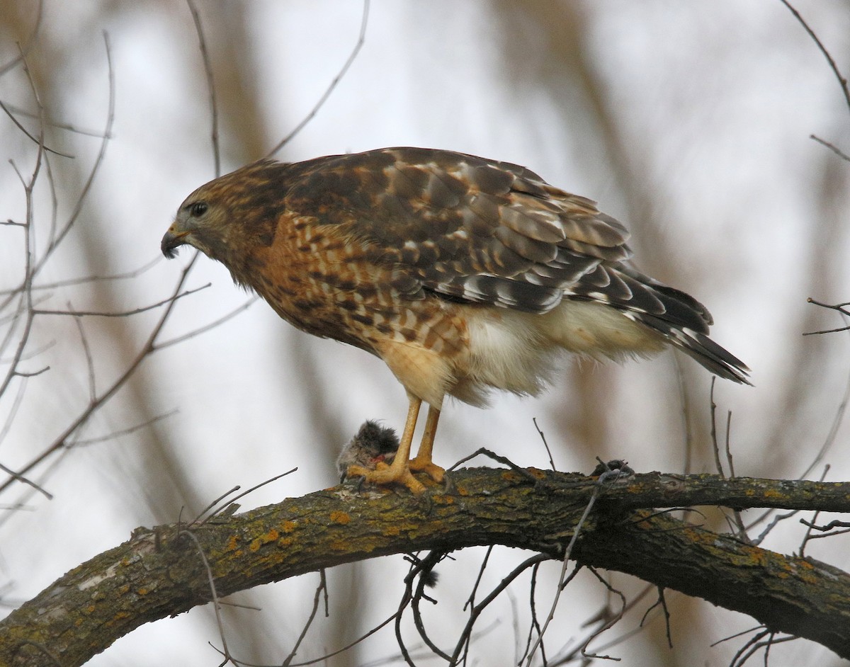 Red-shouldered Hawk - ML626756895